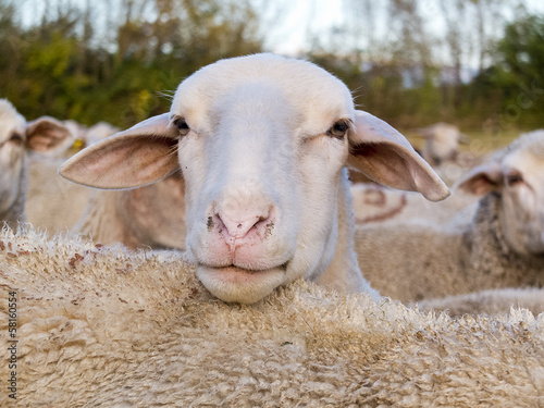Portrait de mouton