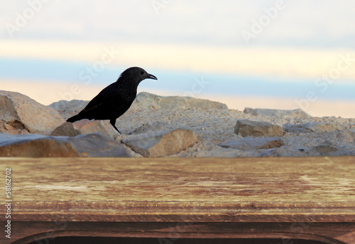single bird with old wooden table background