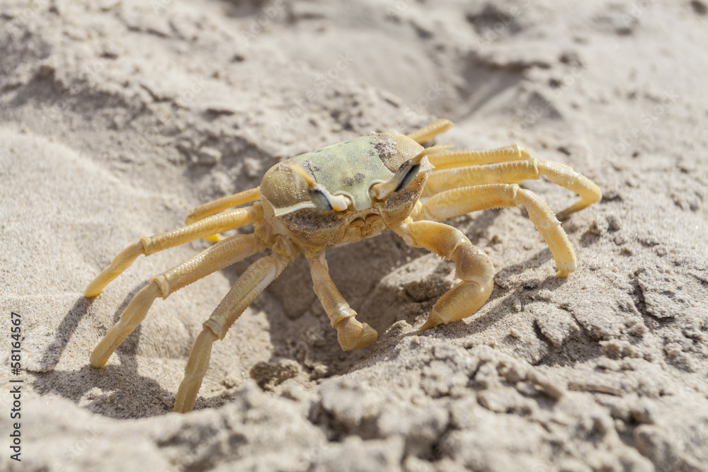 Crab in Sand