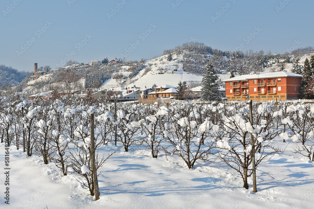 Rural plantation covered with snow in Piedmont, Italy.