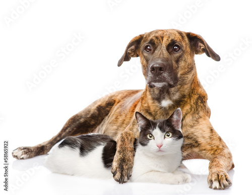 mixed breed dog hugging a cat. isolated on white background