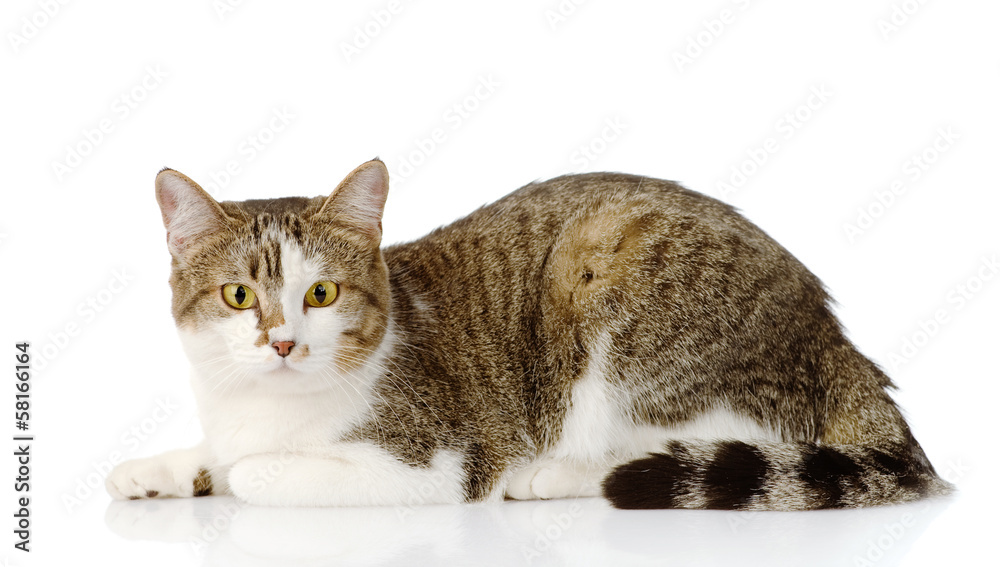 mixed breed cat looking at camera. isolated on white background
