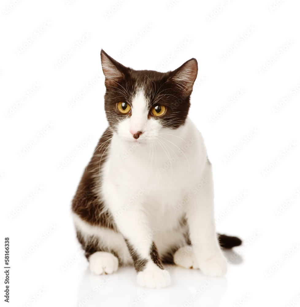 mixed breed cat sitting in front. isolated on white background mixed breed cat sitting in front. isolated on white background