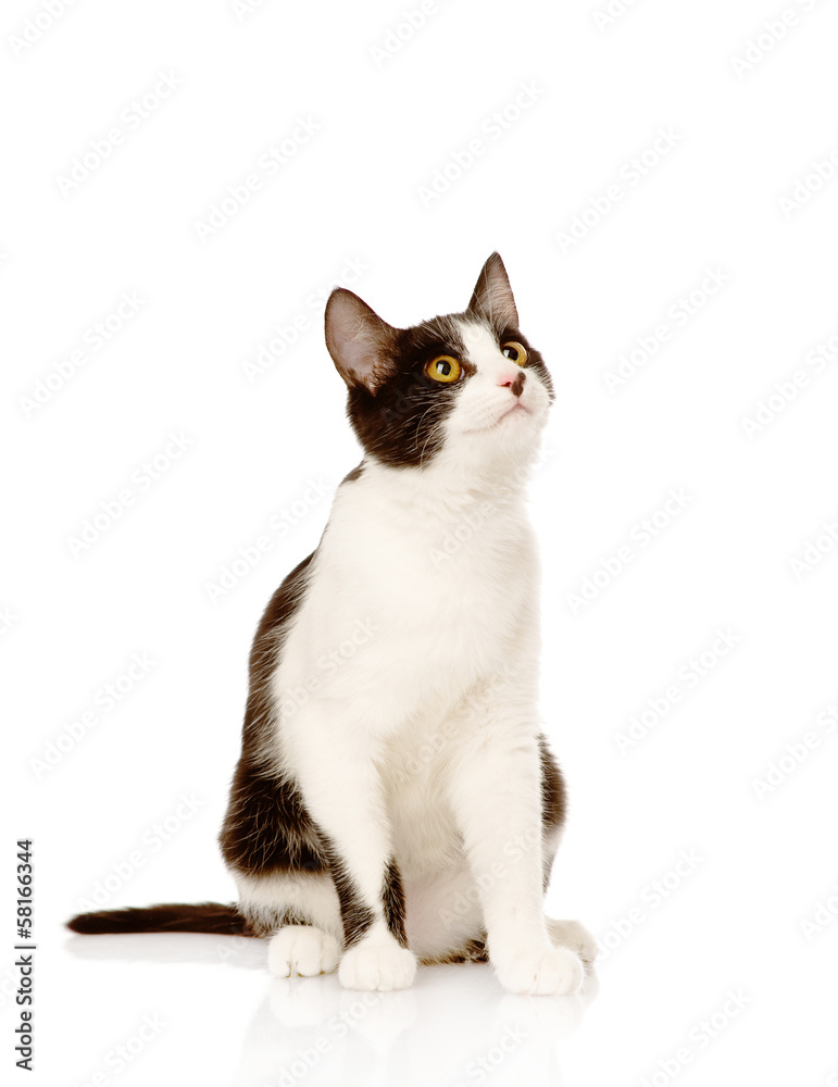 Cat looking up. isolated on white background