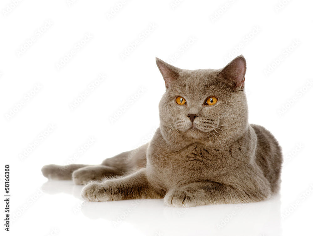 British shorthair cat lying. isolated on white background