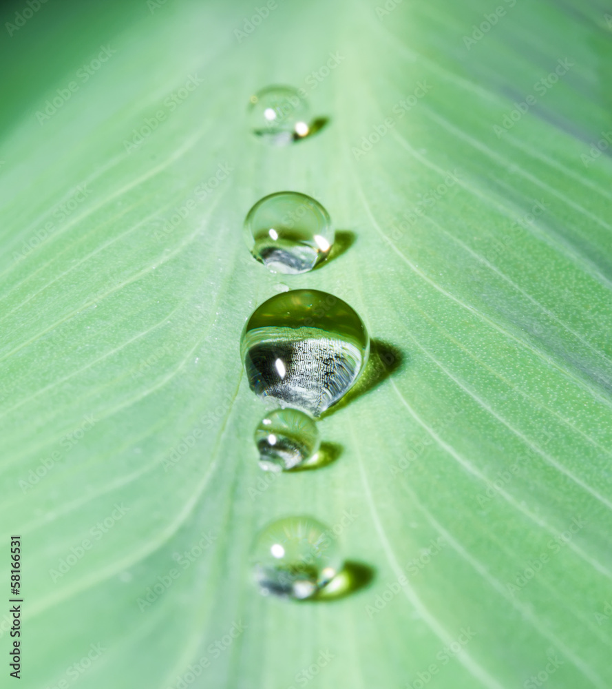 Dew on a leaf close-up Dew on a leaf close-up