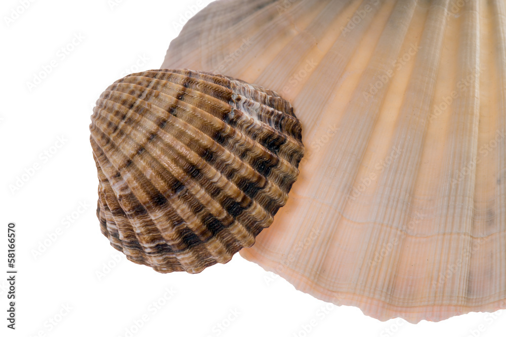 Obraz premium Fächermuschel