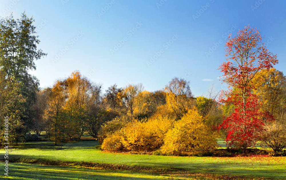 Fototapeta premium Park in Autumn.