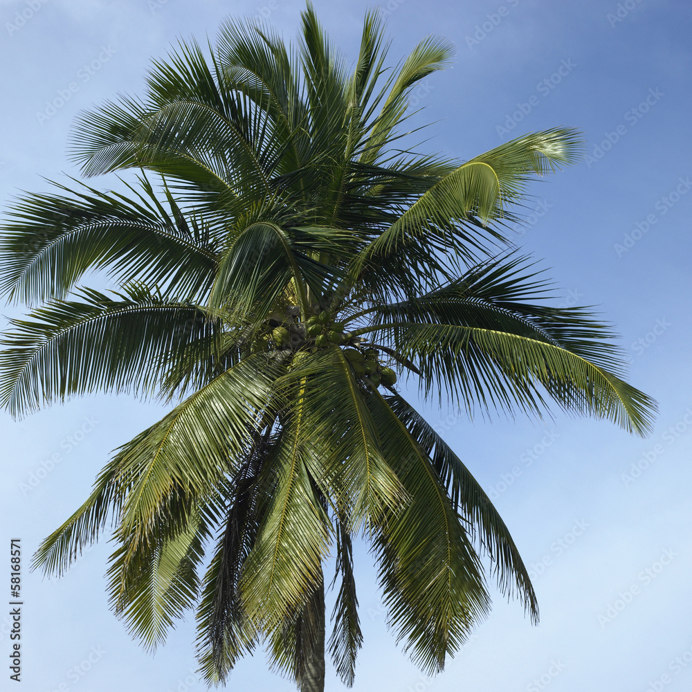 Palm tree