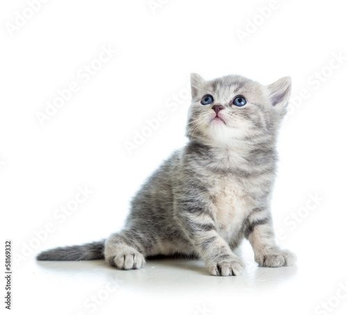 Fototapeta Naklejka Na Ścianę i Meble -  cat kitten isolated on white