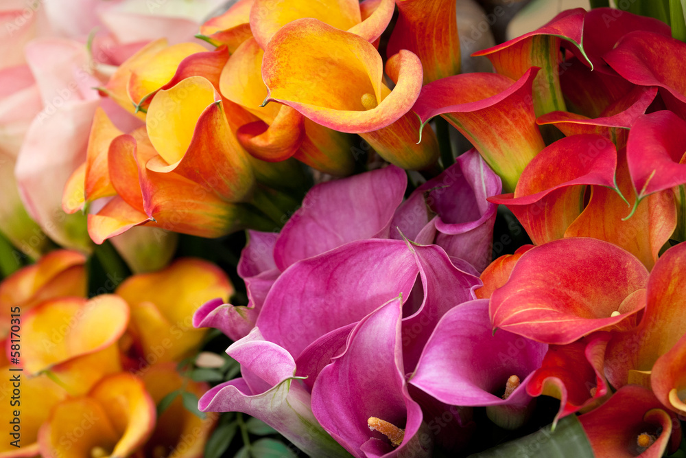 Bouquet of multicolored calla lilies. Close-up.