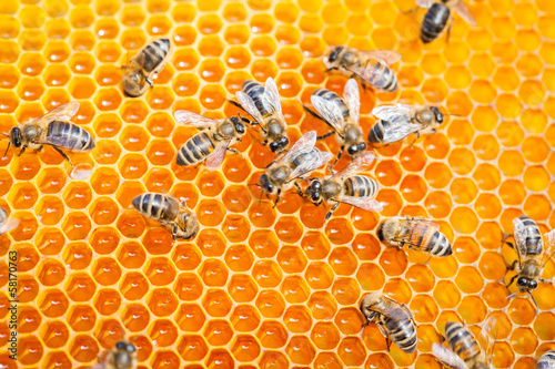 Life of bees
