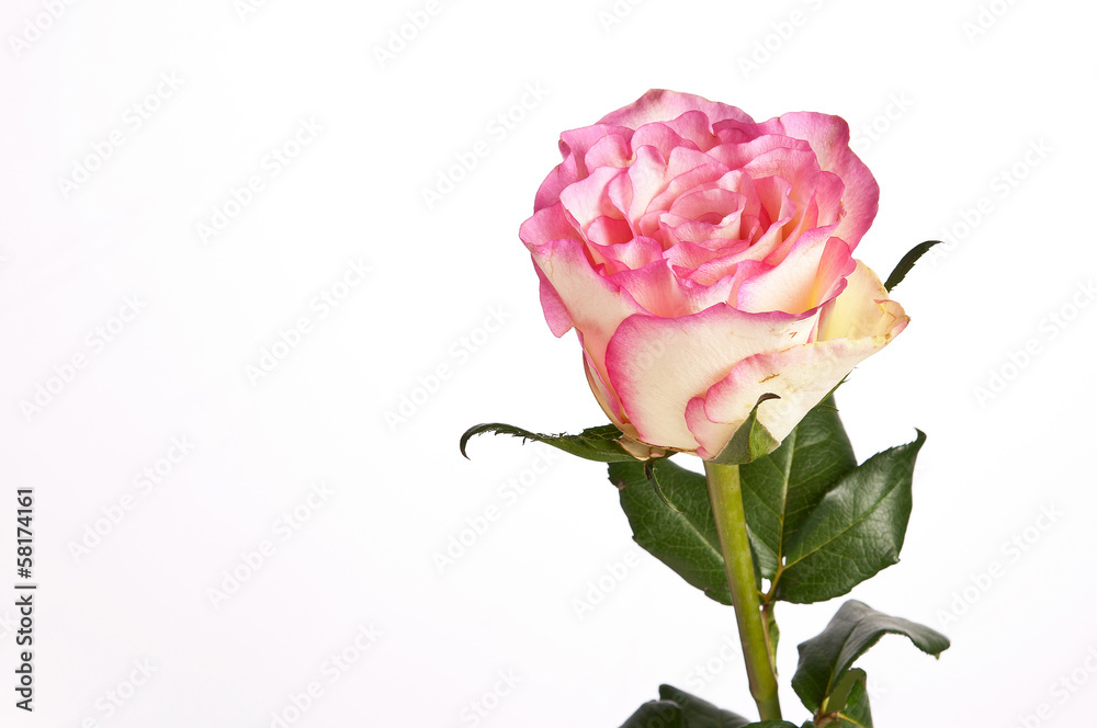 Pink rose with leaves isolated on white background Pink rose with leaves isolated on white background
