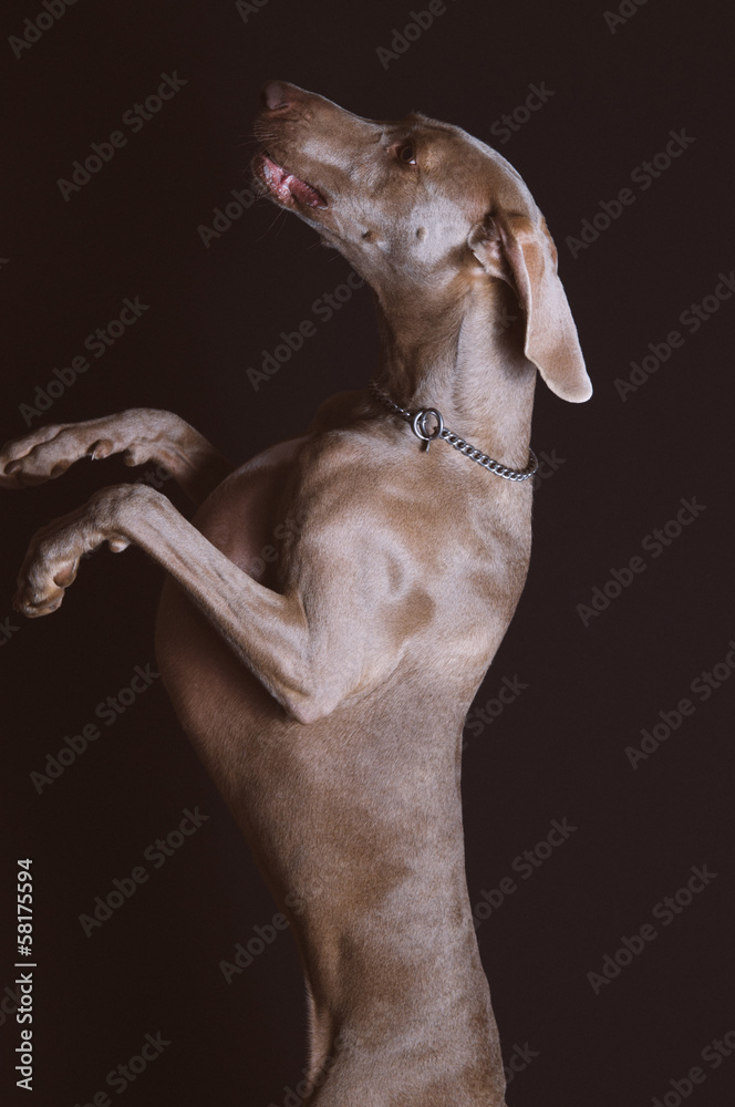 Fototapeta premium Weimaraner dog