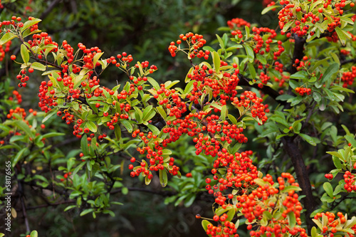Shrub with lots of red berries