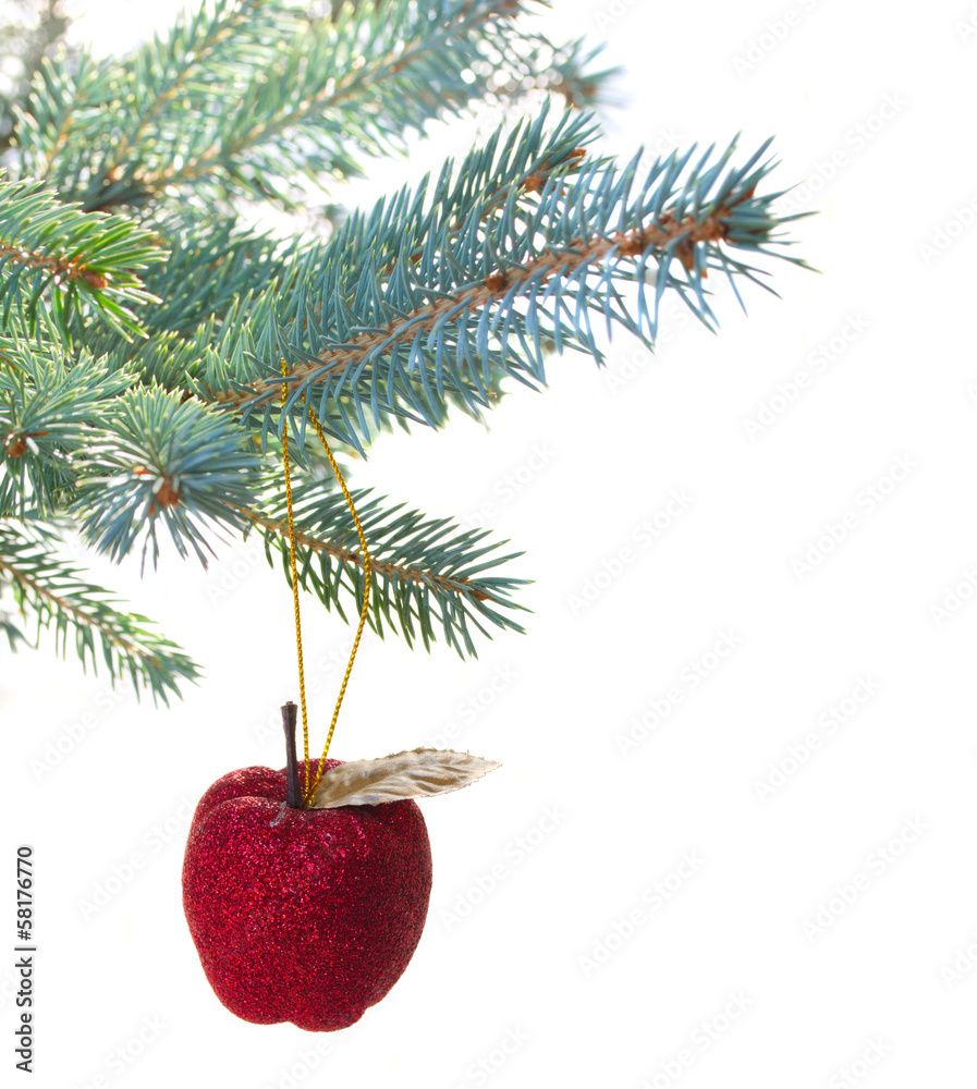 red apple hanging on fir tree