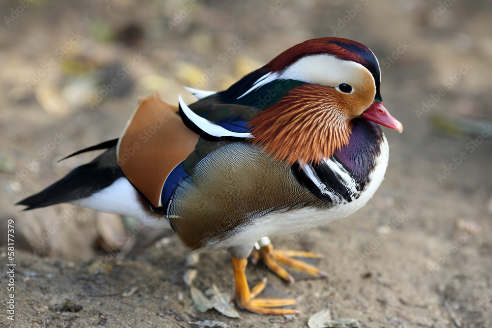 Mandarin Duck, Aix galericulata Mandarin Duck, Aix galericulata