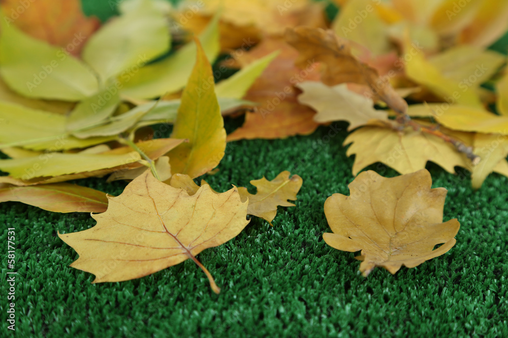 Bright autumn leafs on grass close-up Bright autumn leafs on grass close-up