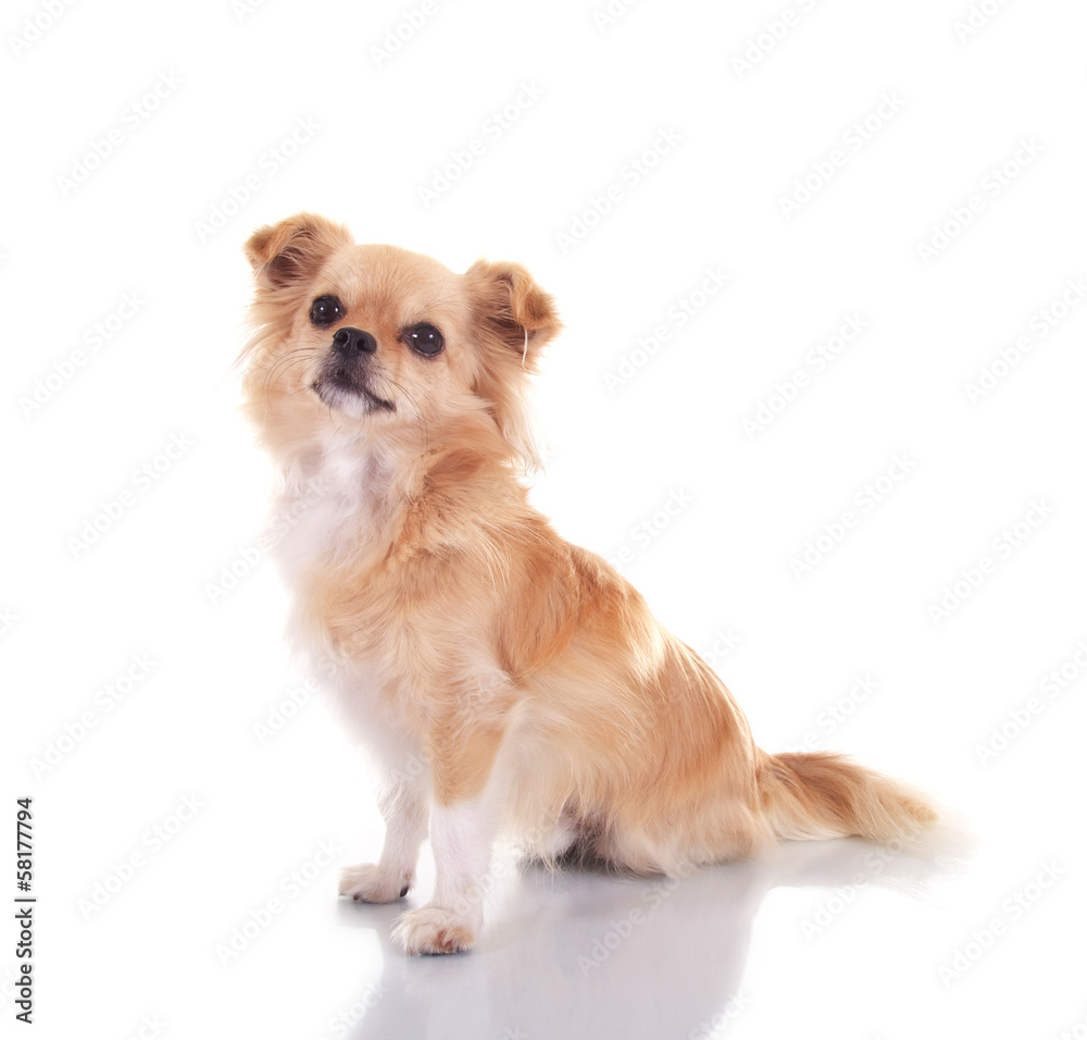 Chihuahua – sitzend Chihuahua – sitzend
