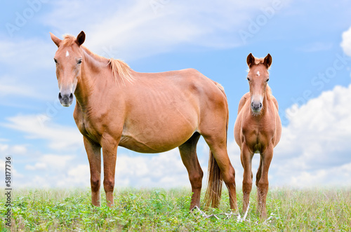 Brown horse and foal looking