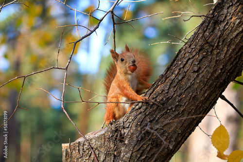 squirrel in the park with a nut