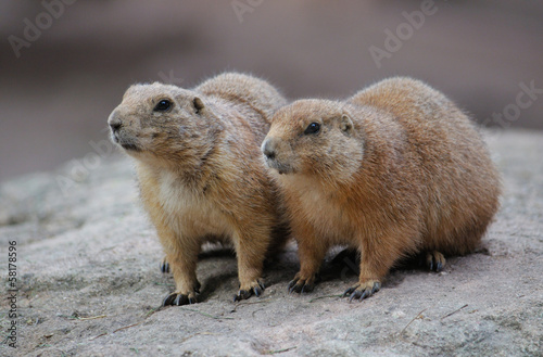 A pair of curious marmot sitting on a rock