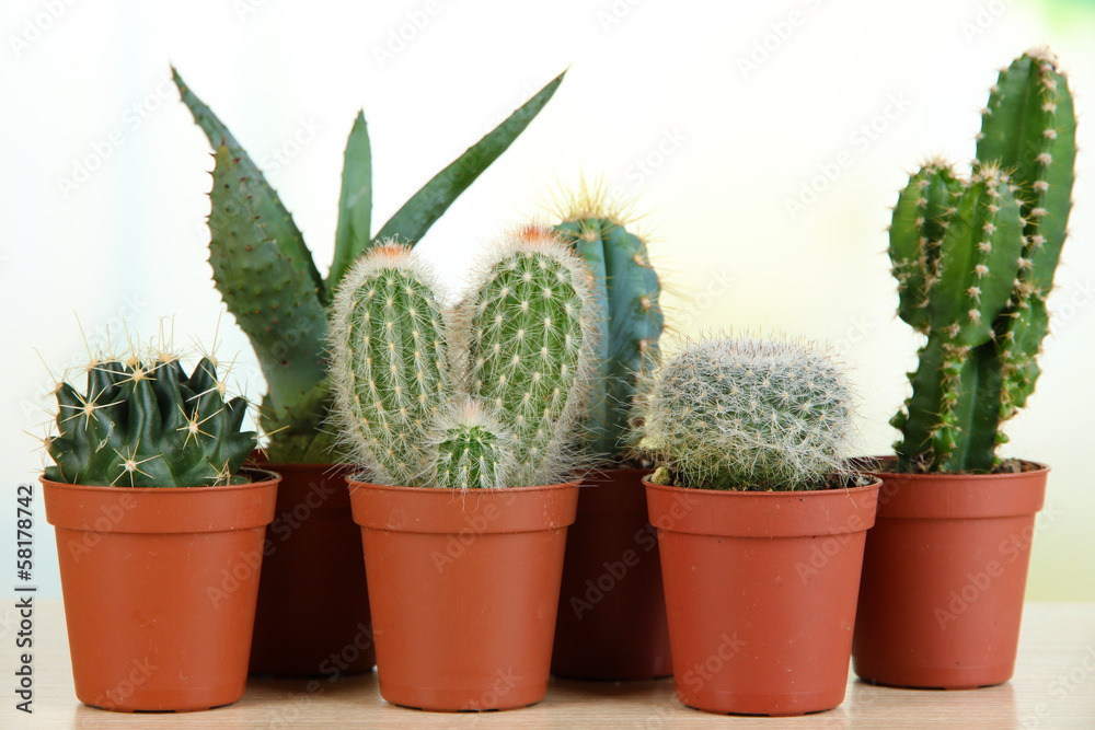 Collection of cactuses on wooden table