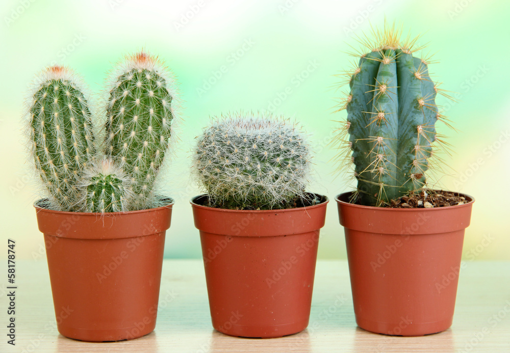 Beautiful cactuses on wooden table Beautiful cactuses on wooden table