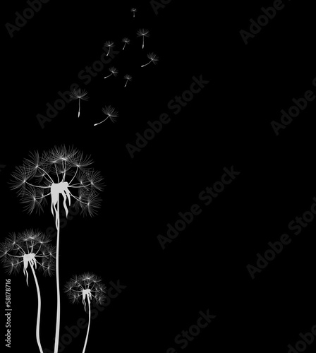 dandelions on dark background