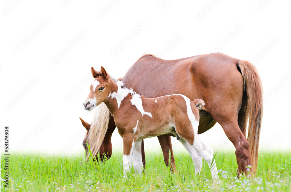Fototapeta premium Mare and foal with brown white
