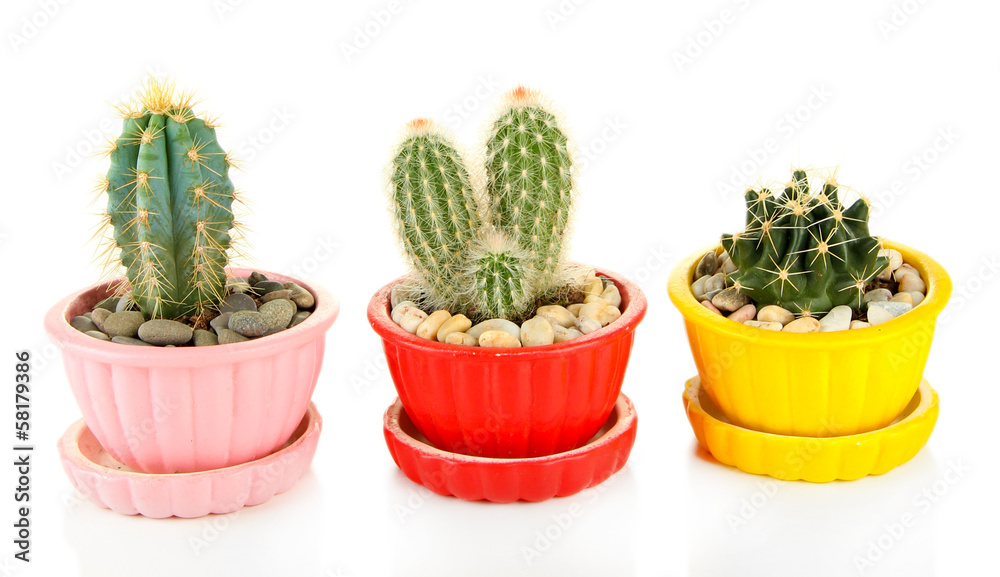 Cactuses in flowerpots, isolated on white Cactuses in flowerpots, isolated on white
