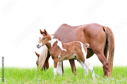 Mare and foal with brown white © yongkiet