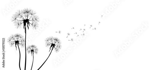 Fototapeta Naklejka Na Ścianę i Meble -  dandelions on white background