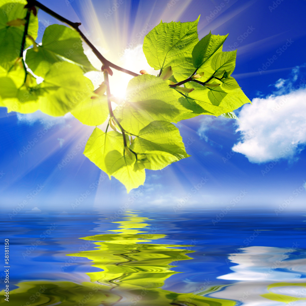 Obraz premium the green leaves and sun on blue sky