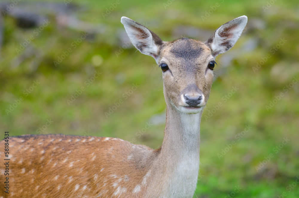 Fallow deer doe