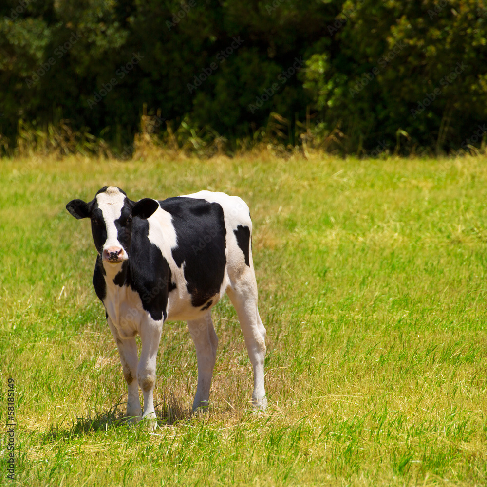 Menorca Friesian cow grazing in green meadow at Balearic