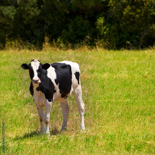 Menorca Friesian cow grazing in green meadow at Balearic © lunamarina