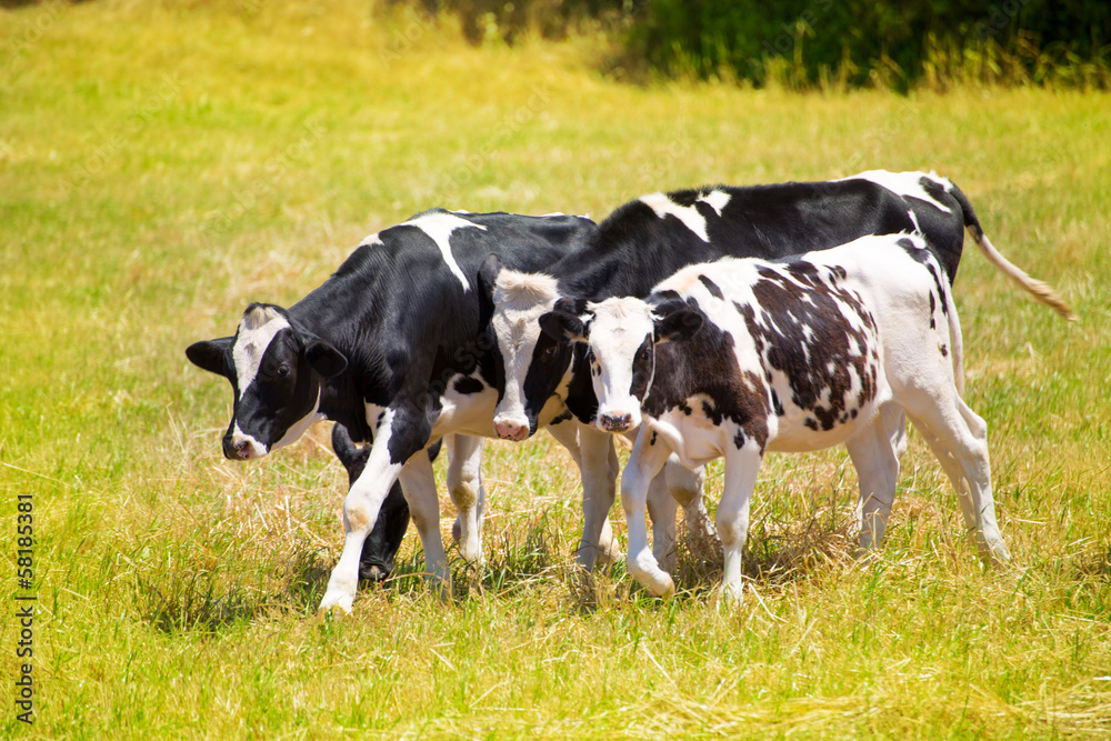Menorca Friesian cow cattle grazing in green meadow