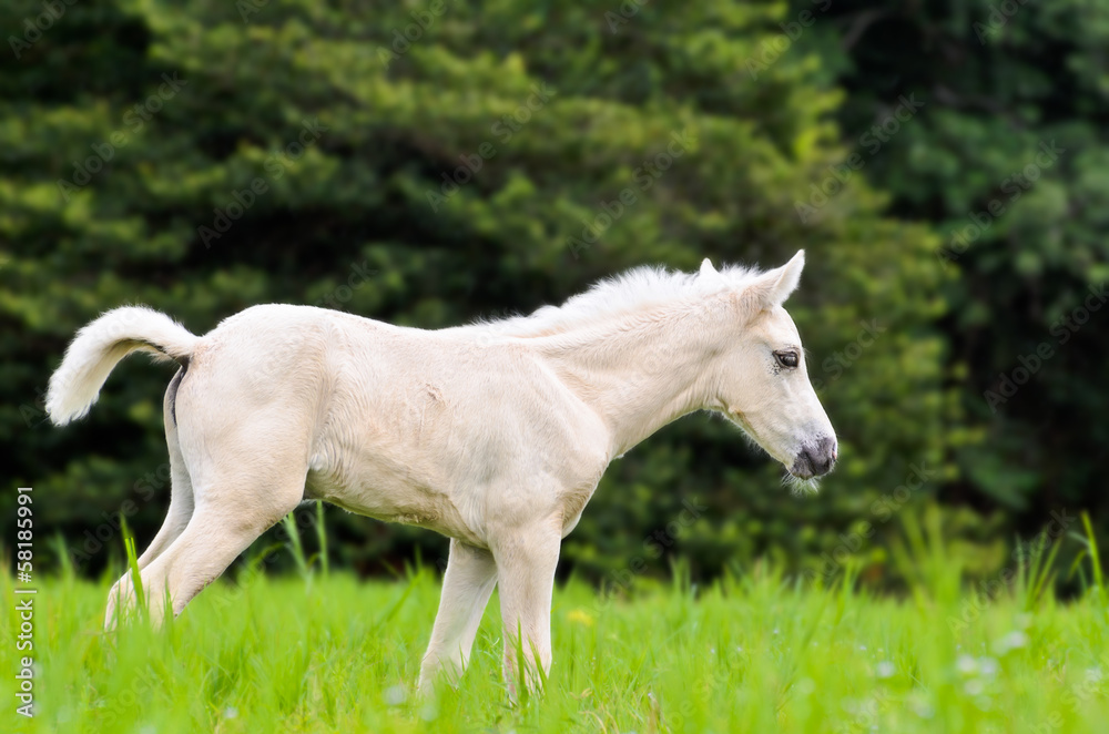 White horse foal in green grass White horse foal in green grass