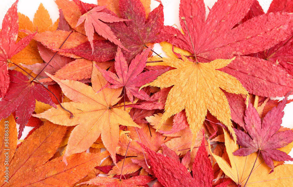 Dried maple Dried maple