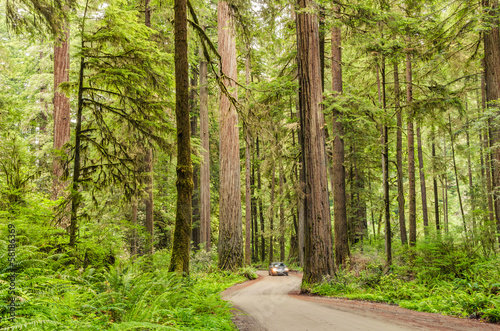 A Car n Motion on a Scenic Forest Road