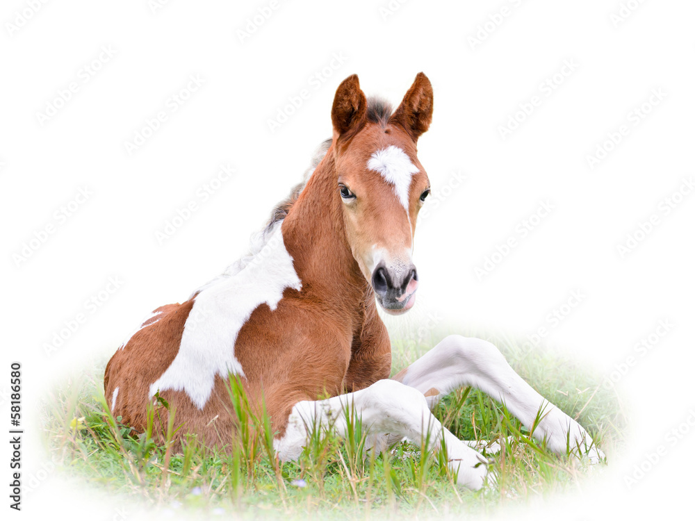 Brown and white foal resting and staring with suspicion, Baby horse sitting in the green grass on isolated white background Brown and white foal resting and staring with suspicion, Baby horse sitting in the green grass on isolated white background