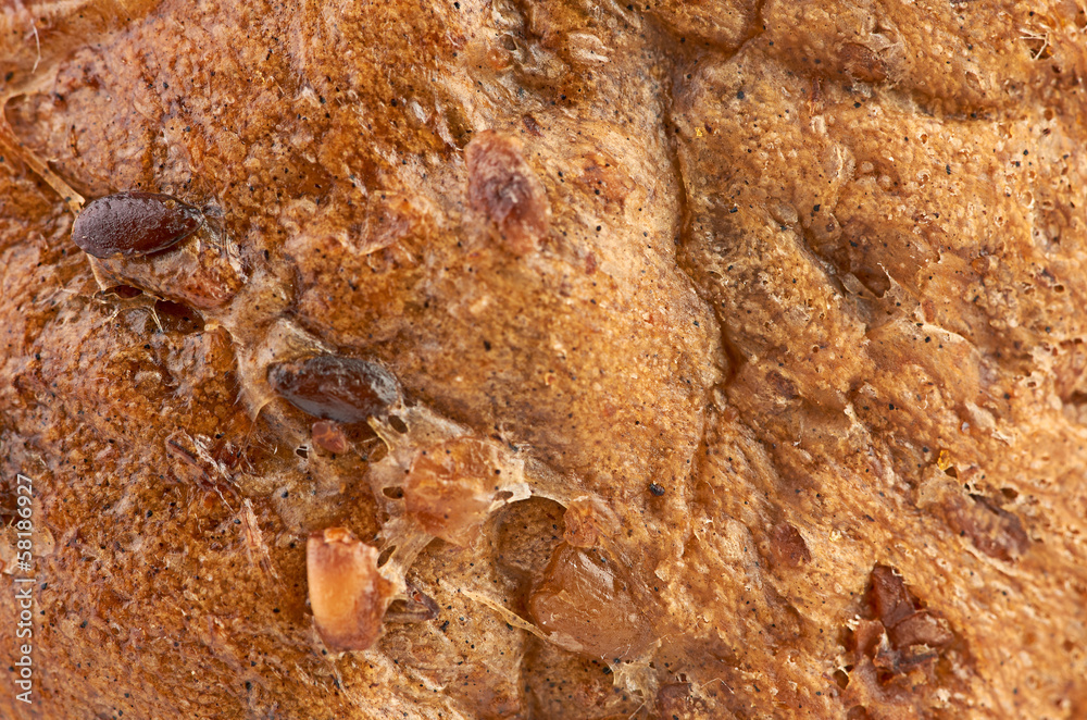 background texture of a porous brown bread
