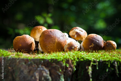 Boletus mushroom in the forest photo