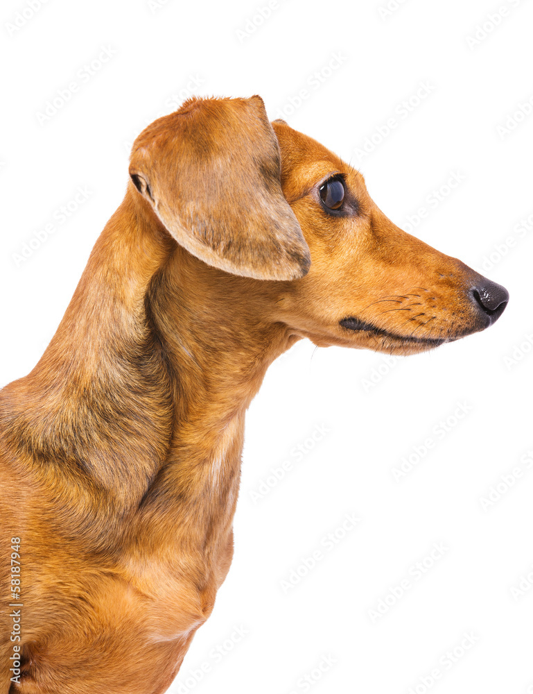 Domestic Dachshund Dog