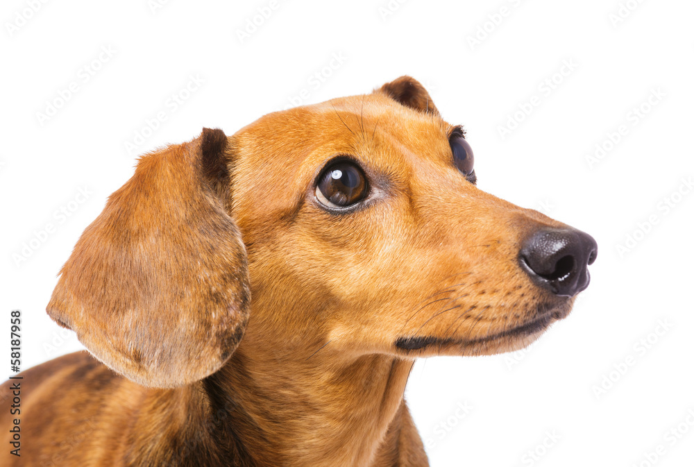 Dachshund Dog looking at a side