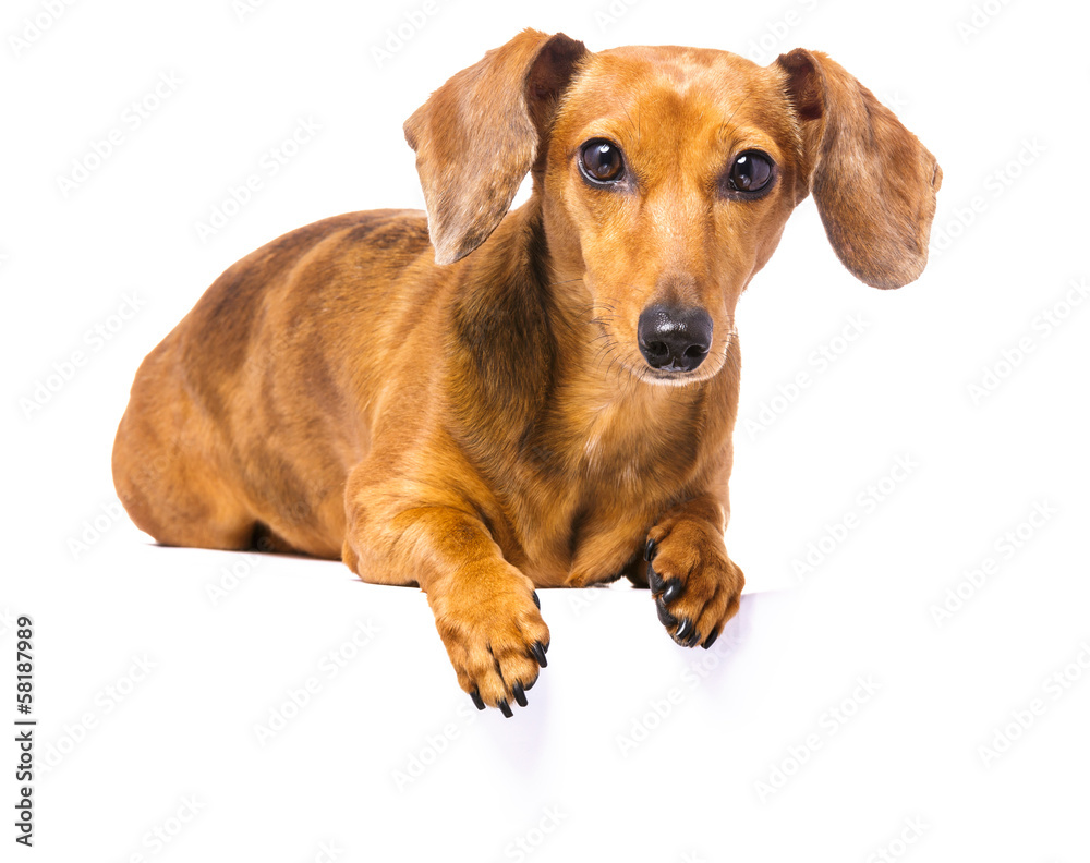 Dachshund Dog