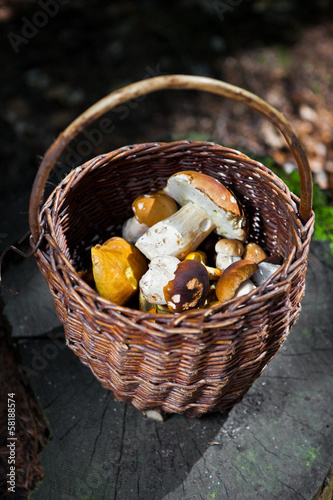 full basket of mushrooms photographed in a forest