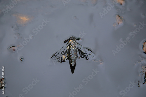 crab and crude oil spill on the stone a