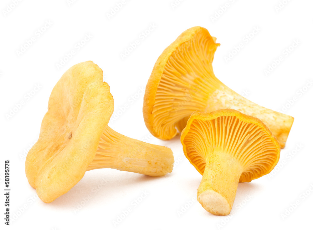 Yellow chanterelle isolated on white background